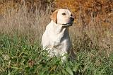 LABRADOR 363